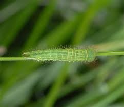 Attēlu rezultāti vaicājumam “Lopinga achine”