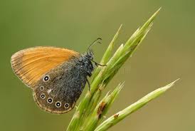 Attēlu rezultāti vaicājumam “Coenonympha glycerion underside”