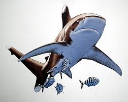 Image result for Carcharhinus longimanus