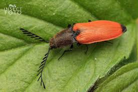 Attēlu rezultāti vaicājumam “Anostirus castaneus”