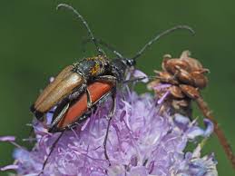 Attēlu rezultāti vaicājumam “Anastrangalia sanguinolenta”