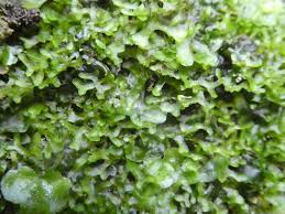 Attēlu rezultāti vaicājumam “Pellia”