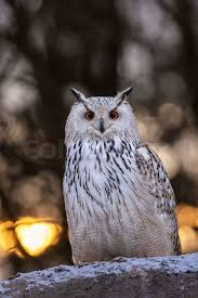 Attēlu rezultāti vaicājumam “Bubo bubo”