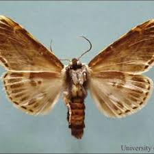 Attēlu rezultāti vaicājumam “Noctuidae”