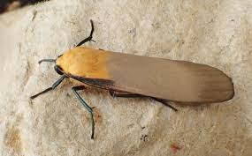 Attēlu rezultāti vaicājumam “Lithosia quadra male”