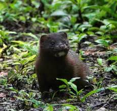 Attēlu rezultāti vaicājumam “Mustela vison”