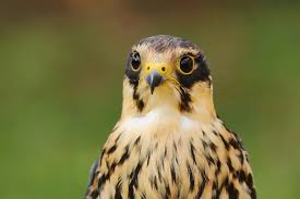 Attēlu rezultāti vaicājumam “Falco subbuteo adult”