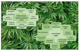 Attēlu rezultāti vaicājumam “Cannabis sativa”