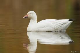 Image result for Anser caerulescens