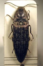 Attēlu rezultāti vaicājumam “Actenicerus sjaelandicus”