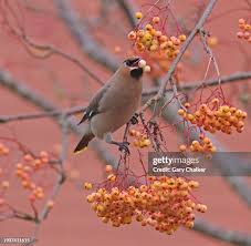 Attēlu rezultāti vaicājumam “Bombycilla garrulus”