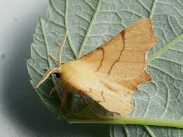 Attēlu rezultāti vaicājumam “Ennomos erosaria”