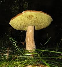 Attēlu rezultāti vaicājumam “Boletales”