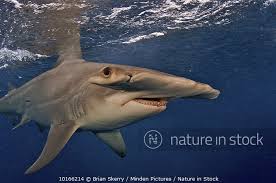 Image result for Sphyrna