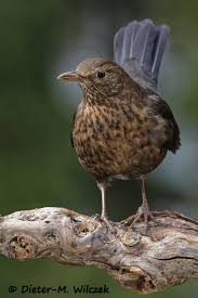 Attēlu rezultāti vaicājumam “Turdus merula female”