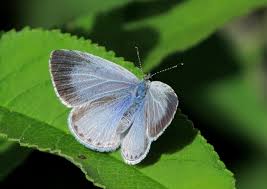Attēlu rezultāti vaicājumam “Celastrina argiolus underside”