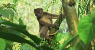 Attēlu rezultāti vaicājumam “Lycogala asperum sessile”