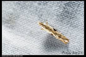 Attēlu rezultāti vaicājumam “Hypatima rhomboidella”