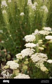 Attēlu rezultāti vaicājumam “Cenolophium denudatum”