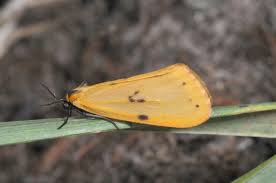 Attēlu rezultāti vaicājumam “Setina irrorella”