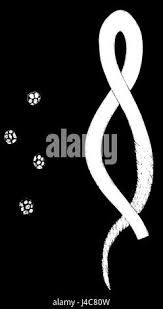 Attēlu rezultāti vaicājumam “Trichia contorta spores”