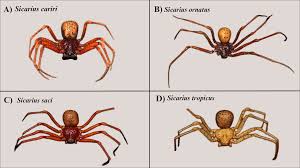 Attēlu rezultāti vaicājumam “Arachnida”