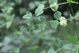 Attēlu rezultāti vaicājumam “Vicia pisiformis”