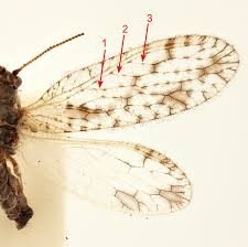 Attēlu rezultāti vaicājumam “Hemerobius perelegans”
