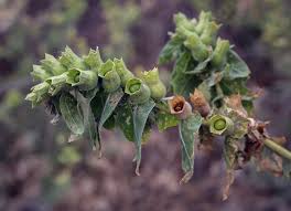 Attēlu rezultāti vaicājumam “Hyoscyamus niger fruit”
