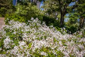 Attēlu rezultāti vaicājumam “Gillenia trifoliata flower”
