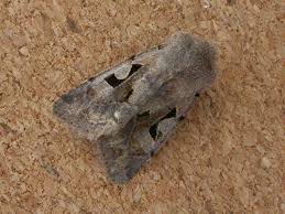 Attēlu rezultāti vaicājumam “Orthosia gothica”