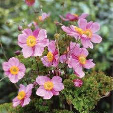 Attēlu rezultāti vaicājumam “Anemone x lipsiensis leaf”