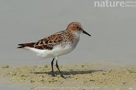 Attēlu rezultāti vaicājumam “Calidris minuta”