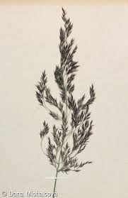 Attēlu rezultāti vaicājumam “Calamagrostis purpurea fruit”