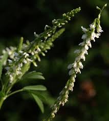 Attēlu rezultāti vaicājumam “Melilotus albus”