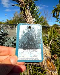 Attēlu rezultāti vaicājumam “Picea abies fo. virgata fruit”