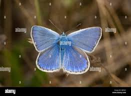 Attēlu rezultāti vaicājumam “Polyommatus icarus”
