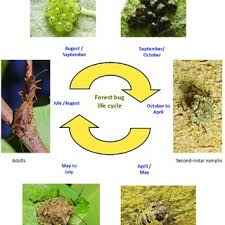 Attēlu rezultāti vaicājumam “Pentatoma rufipes”