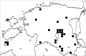 Attēlu rezultāti vaicājumam “Chaenotheca stemonea”