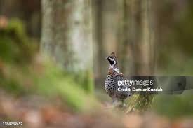 Attēlu rezultāti vaicājumam “Tetrastes bonasia”