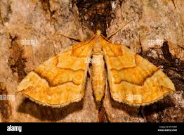 Attēlu rezultāti vaicājumam “Eulithis mellinata”