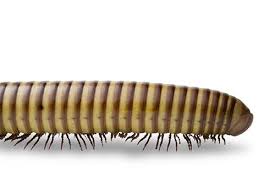 Attēlu rezultāti vaicājumam “Diplopoda”