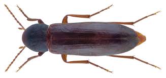 Attēlu rezultāti vaicājumam “Melandryidae”