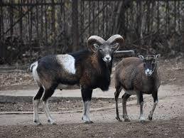 Attēlu rezultāti vaicājumam “Ovis aries”