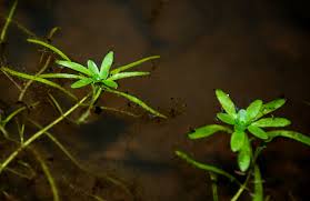 Attēlu rezultāti vaicājumam “Callitrichaceae”