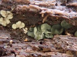 Attēlu rezultāti vaicājumam “Chlorencoelia versiformis”