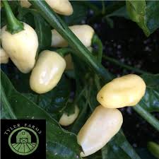 Afbeeldingsresultaat voor white habanero hot pepper