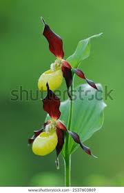 Attēlu rezultāti vaicājumam “Cypripedium calceolus flower”