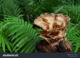 Attēlu rezultāti vaicājumam “Polyporus umbellatus”