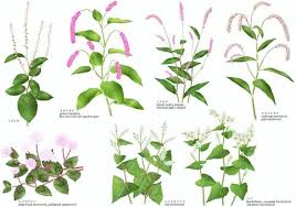 Attēlu rezultāti vaicājumam “Polygonaceae”